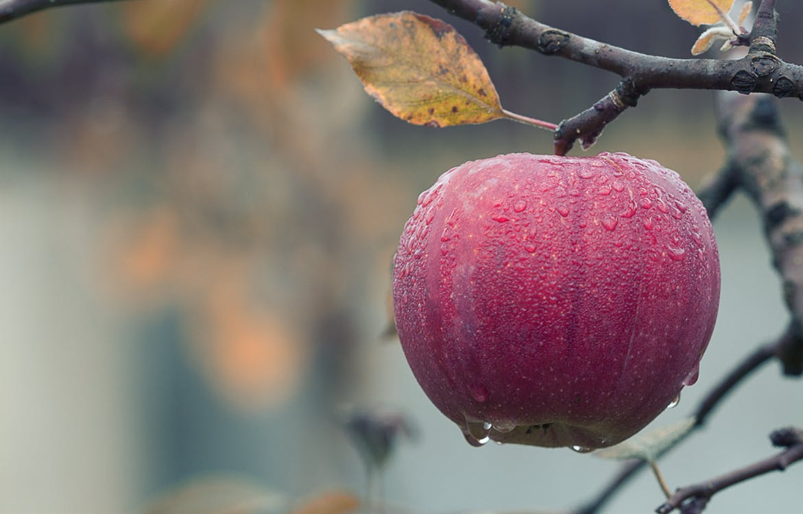 Fruits